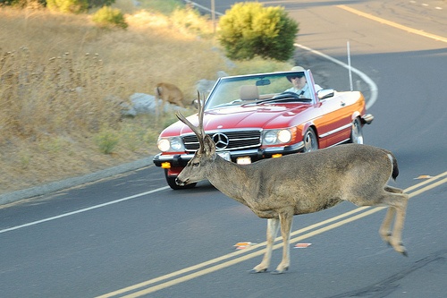 Deer Vs. Car Collisions