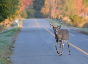 Blog Post, Do Deer Whistles Actually Work?