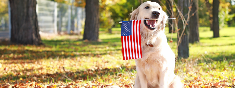 Stars, Stripes, and Safety Keeping Your Furry Friends Secure on the Fourth - blog image