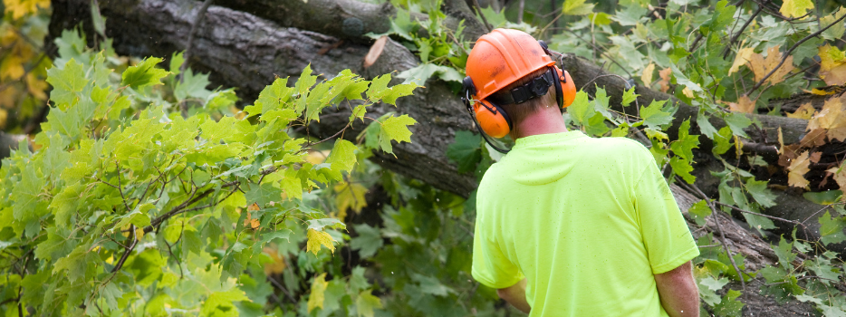 safety tips for tree care specialists blog image